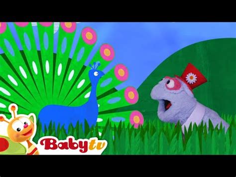 baby tv tv0800|Butterflies and other birds .